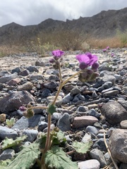 Phacelia calthifolia