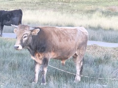 Sus scrofa domesticus