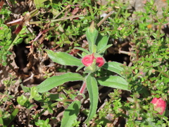 Contarinia zauschneriae