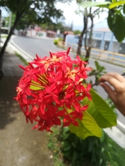 Ixora casei