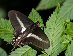 Parides bunichus