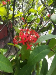 Ixora casei