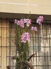 Papilionanthe