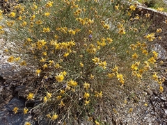 Genista umbellata