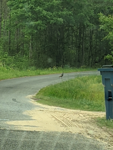 Wild Turkey photographed in Alabama