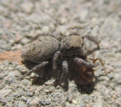Habronattus