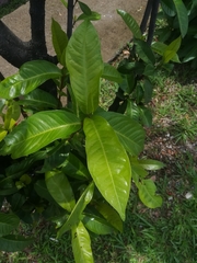 Ixora casei