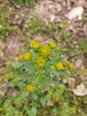Rorippa palustris