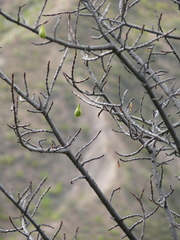 Vasconcellea quercifolia