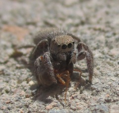 Habronattus