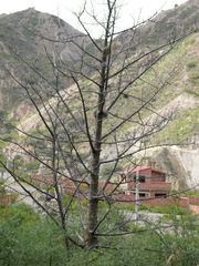 Vasconcellea quercifolia