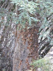 Vasconcellea quercifolia