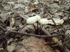 Marasmius delectans