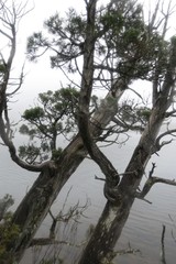 Athrotaxis selaginoides