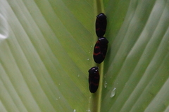 Okiscarta uchidae