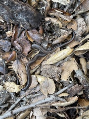 Batrachoseps nigriventris