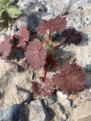 Eremalche rotundifolia