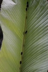 Okiscarta uchidae