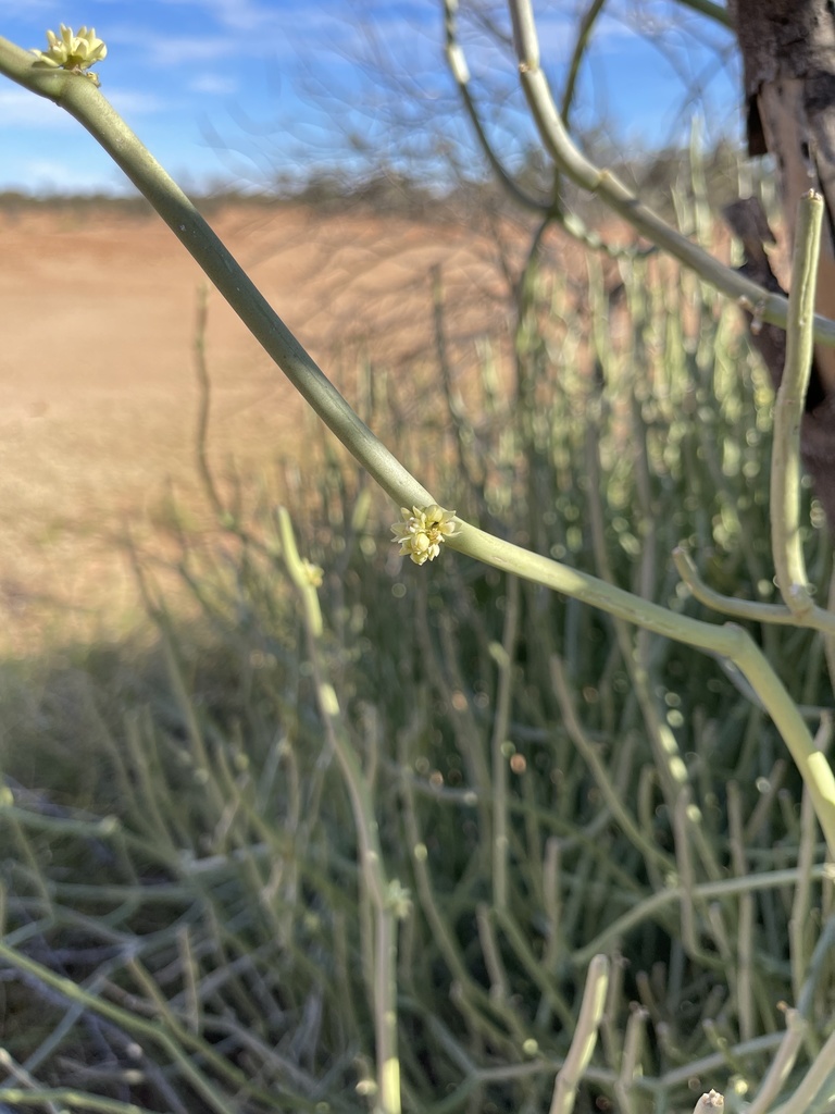 Cynanchum brevipedicellatum
