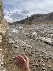 Atrichoseris platyphylla