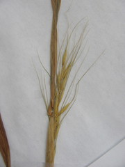 Elymus virginicus virginicus
