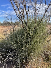 Cynanchum brevipedicellatum