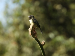 Sporophila nigricollis
