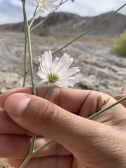 Atrichoseris platyphylla