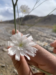 Atrichoseris platyphylla