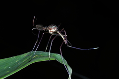 Toxorhynchites solstitialis