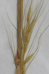 Elymus virginicus virginicus