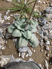 Atrichoseris platyphylla