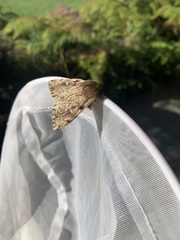 Ormiscodes nigrosignata