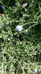 Ceanothus thyrsiflorus griseus