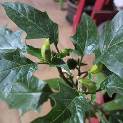Datura ferox