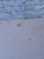 Anoplolepis gracilipes