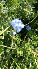 Ceanothus thyrsiflorus griseus