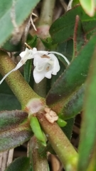 Diodia virginiana