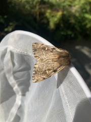 Ormiscodes nigrosignata