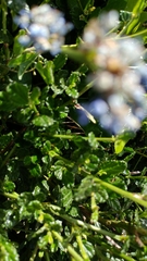 Ceanothus thyrsiflorus griseus