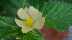 Malvastrum coromandelianum