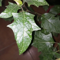 Datura ferox