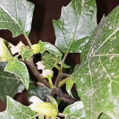 Datura ferox