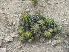 Echinopsis bridgesii