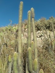 Cleistocactus luribayensis