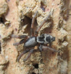 Sergiolus