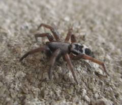 Sergiolus
