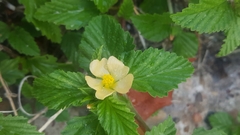 Malvastrum coromandelianum