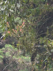 Vaccinium emarginatum