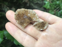 Cystoagaricus
